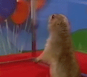 Drama_prairie_dog.gif