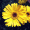 flower .jpg